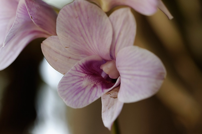 Fleurs FEV12-027